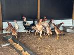 Shamo's te koop, Dieren en Toebehoren, Pluimvee, Meerdere dieren, Kip