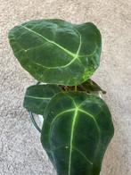 Anthurium Phoenix variegata, Huis en Inrichting, Kamerplanten, Ophalen of Verzenden, Halfschaduw, Minder dan 100 cm