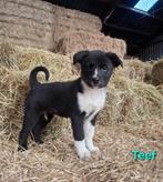 Prachtige Border Collie x Australian Kelpie pups, Overige rassen, 8 tot 15 weken, Parvo, Meerdere