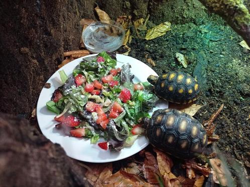2x kolenbranderschildpad incl. terrarium, Dieren en Toebehoren, Reptielen en Amfibieën, Schildpad, 0 tot 2 jaar, Met terrarium