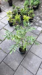 Blauwe regen - wisteria in pot, Ophalen, Volle zon, Vaste plant, Klimplanten