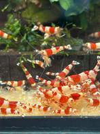 Crystal red garnaal, Kreeft, Krab of Garnaal