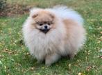 Pomeranian DEKREU NIET TE KOOP, Dieren en Toebehoren, Reu, 1 tot 2 jaar, Eén hond, Nederland