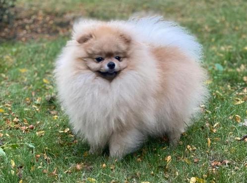 Pomeranian DEKREU NIET TE KOOP, Dieren en Toebehoren, Honden | Dekreuen, Reu, Particulier, Eén hond, Nederland, 1 tot 2 jaar