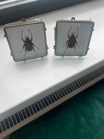 Twee Sissy Boy fotolijstjes met insecten, Ophalen