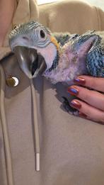 Blauwe geel Ara baby's, Dieren en Toebehoren, Geslacht onbekend, Papegaai
