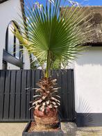 Schitterende WASHINGTONIA ROBUSTA 240 cm, Huis en Inrichting, Kamerplanten, Ophalen, 200 cm of meer, Palm, Volle zon