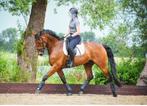Mooie bruine ruin voor dressuur en/of recreatie, Dieren en Toebehoren, Paarden, Z, Ruin, Dressuurpaard, 11 jaar of ouder