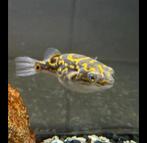 Figure 8 puffer fish ( 5euro today only ), Dieren en Toebehoren, Vissen | Aquariumvissen, Vis