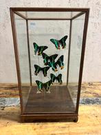 Mooie vitrine met “Madagascar sunset moths”, Verzamelen, Dierenverzamelingen, Nieuw, Opgezet dier, Ophalen, Insect