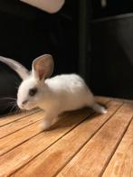 Duitse reuzen nestje marter/vlindergetend, Mannelijk, Groot