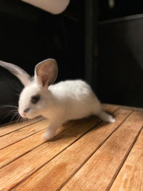 Duitse reuzen nestje marter/vlindergetend, Dieren en Toebehoren, Konijnen, Groot, Mannelijk
