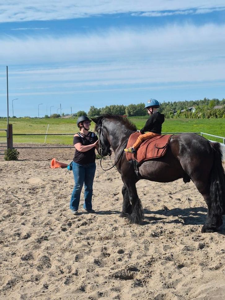 Te Koop Belgisch trekpaard ruin 5 jaar oud - zadelmak, Dieren en Toebehoren, Paarden, Ruin, Zadelmak, Minder dan 160 cm, 3 tot 6 jaar