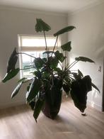 Grote kamerplant, Ophalen, 200 cm of meer, Overige soorten, Halfschaduw