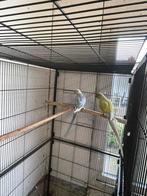 1-0.  Halsband., Dieren en Toebehoren, Vogels | Parkieten en Papegaaien, Mannelijk, Parkiet