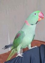 Alexanderparkiet zeer tam, Dieren en Toebehoren, Vogels | Parkieten en Papegaaien, Meerdere dieren, Papegaai, Tam