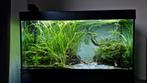 aquarium 120cm inc inhoud krasvrij!, Ophalen, Zo goed als nieuw, Gevuld zoetwateraquarium