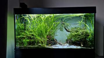 aquarium 120cm inc inhoud krasvrij! beschikbaar voor biedingen