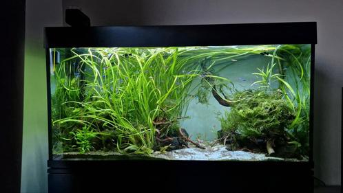 aquarium 120cm inc inhoud krasvrij!, Dieren en Toebehoren, Vissen | Aquaria en Toebehoren, Zo goed als nieuw, Gevuld zoetwateraquarium