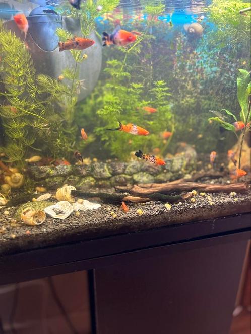 Zwaarddragers tricolor, Dieren en Toebehoren, Vissen | Aquariumvissen, Vis