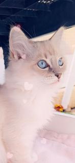 Ragdoll katertje met stamboom, Dieren en Toebehoren, Katten en Kittens | Raskatten | Korthaar, Kater, Gechipt