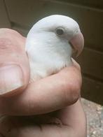 Prachtige tamme agapornis roseicollie crème ino pop, Vrouwelijk, Dwergpapegaai of Agapornis, Geringd