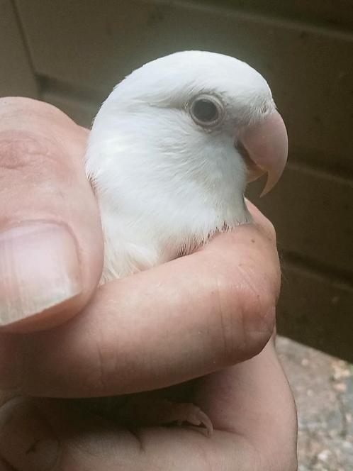 Prachtige tamme agapornis roseicollie crème ino pop, Dieren en Toebehoren, Vogels | Parkieten en Papegaaien, Dwergpapegaai of Agapornis