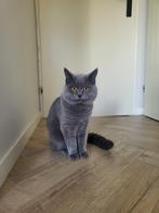 Zorro Ervaren Dekkater ( niet te koop)!, Dieren en Toebehoren, Katten en Kittens | Raskatten | Korthaar, Kater, Ingeënt