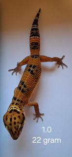 Luipaardgekko tangerine cross, Dieren en Toebehoren, Reptielen en Amfibieën, Hagedis, 0 tot 2 jaar
