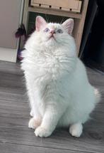 Ragdoll dekkater fawn mitted point(cinnamon)met stamboom, Dieren en Toebehoren, Katten en Kittens | Dekkaters, 0 tot 2 jaar