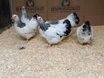 Jonge wyandotte kriel wit zwart columbia gesekst en ingeënt, Dieren en Toebehoren, Pluimvee, Mannelijk, Kip