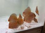 Discusvissen living color waterworld, Dieren en Toebehoren, Vissen | Aquariumvissen, Vis