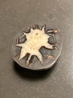 Septarie (Drakensteen) - 8x7 cm, 250 gram, Ophalen of Verzenden, Mineraal