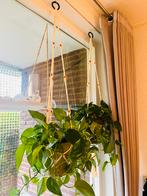 Pothos hangplanten met hangers te koop, Huis en Inrichting, Kamerplanten, Ophalen, 100 tot 150 cm, Overige soorten, Halfschaduw