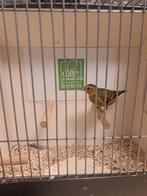 Putter x trimbado, Dieren en Toebehoren, Mannelijk, Wildzangvogel, Geringd