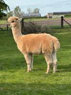 Alpaca hengsten ter dekking, Dieren en Toebehoren, Schapen, Geiten en Varkens, Schaap, Mannelijk, 3 tot 5 jaar