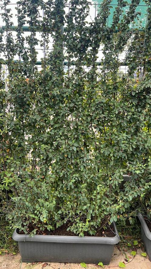 Kant en klaar haag 180 hoog en 120 breed opruiming nu €80,00, Tuin en Terras, Planten | Struiken en Hagen, Ophalen