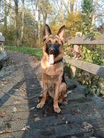 8 maanden oude Duitse herder, Dieren en Toebehoren, Rabiës (hondsdolheid), 15 weken tot 1 jaar, Reu, Eén hond