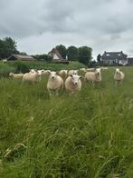 Te koop: Fokooien en dekrammen! Engelse texelaar x swifter, Dieren en Toebehoren, Schapen, Geiten en Varkens, Meerdere dieren