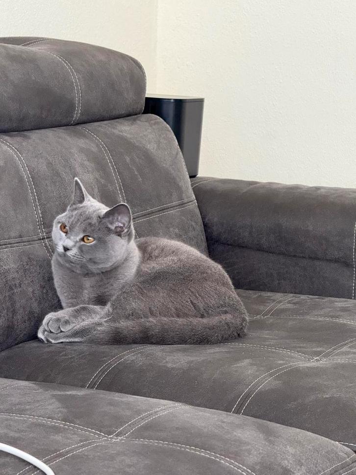 Britse korthaar, Dieren en Toebehoren, Katten en Kittens | Dekkaters, 0 tot 2 jaar