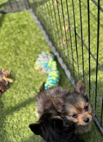 Chihuahua pomeriaan puppy’s, Dieren en Toebehoren, Honden | Chihuahua's en Gezelschapshonden, 8 tot 15 weken, Meerdere, Meerdere dieren