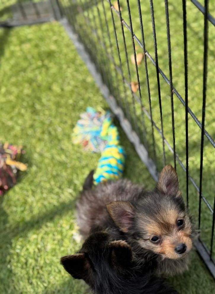 Chihuahua pomeriaan puppy’s, Dieren en Toebehoren, Honden | Chihuahua's en Gezelschapshonden, Meerdere dieren, Chihuahua, Particulier