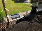 Takla, Dieren en Toebehoren, Geslacht onbekend, Tuimelaar of Roller