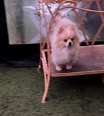 Pomeranian reu creme, Dieren en Toebehoren, Rabiës (hondsdolheid), 1 tot 2 jaar, Eén hond, Nederland