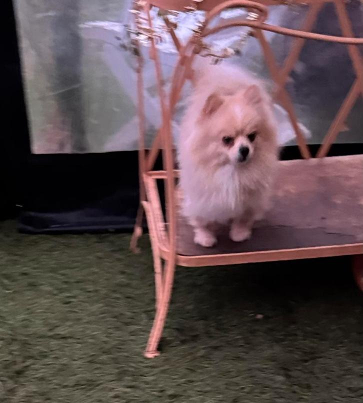 Pomeranian reu creme, Dieren en Toebehoren, Honden | Chihuahua's en Gezelschapshonden, Reu, Overige rassen, Particulier, Eén hond