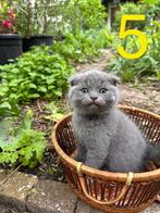 Britse korthaar kittens met scottish fold, Dieren en Toebehoren, 0 tot 2 jaar, Poes