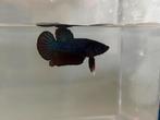 Betta man plakaat, Dieren en Toebehoren, Vissen | Aquariumvissen, Vis, Zoetwatervis