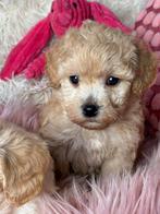 Maltipoo pups teefjes 1500€en reutjes 1250€, Nederland, Overige rassen, 8 tot 15 weken, CDV (hondenziekte)