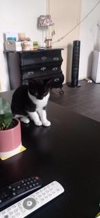 Aangeboden 4 kittens, Dieren en Toebehoren, Katten en Kittens | Overige Katten, Geslacht onbekend, 0 tot 2 jaar