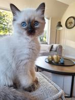 Ragdoll kitten (stamboom), Dieren en Toebehoren, Katten en Kittens | Raskatten | Langhaar, Kater, Gechipt, 0 tot 2 jaar